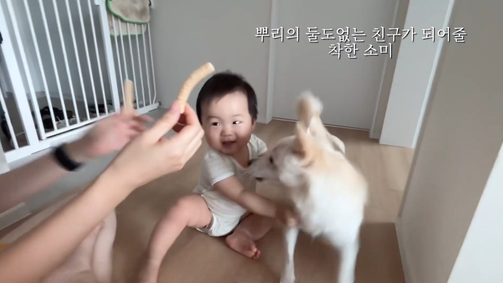 돌잔치 영상 장면 — 아기와 반려견이 함께한 첫 1년
